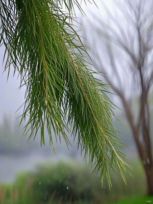 柳枝摇曳风又起，情之所起无回应。狂风念雨思旧情，念撤心扉君不知。