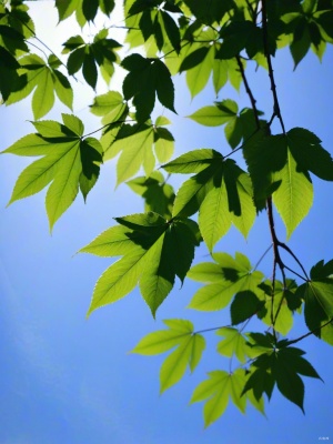 透过树叶看见的蓝色天空，心情豁然开朗，仰拍，高清摄影