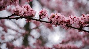 春眠不觉晓，处处闻啼鸟。夜来风雨声，花落知多少