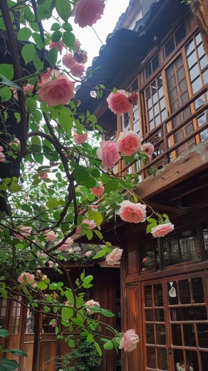 江南小镇木屋，c垂下来许多玫瑰花藤条，仰视镜头，摄影