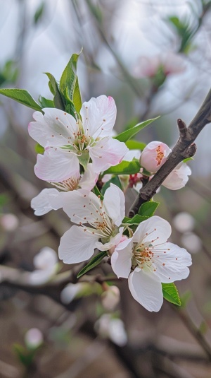 桃花盛开，洁白如玉粉色如绽放的杜鹃