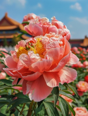中国古城洛阳牡丹甲天下 大牡丹 美丽的牡丹花 漂亮 风景美丽 高清 风和日丽