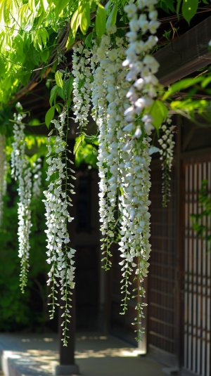The white wisteria flowers hanging down in the courtyard of Japan, full and beautiful, green leaves hang upside down on both sides of them, creating an elegant atmosphere. The flowers cover up half or more than one wall under it, forming a long arch that extends to about five meters high. This is like blooming in spring, with white petals flying all over, making people feel as if they were immersed into nature. in the style of nature. ar 85:128