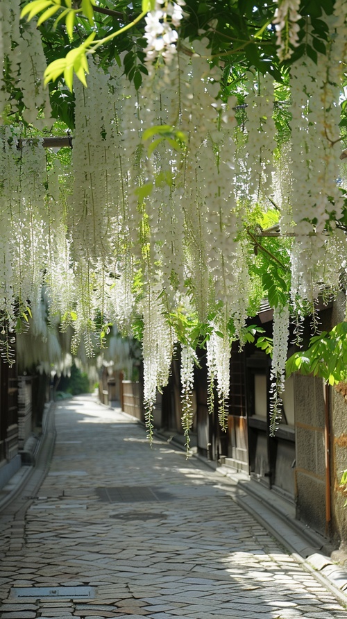 The white wisteria flowers hanging down in the courtyard of Japan, full and beautiful, green leaves hang upside down on both sides of them, creating an elegant atmosphere. The flowers cover up half or more than one wall under it, forming a long arch that extends to about five meters high. This is like blooming in spring, with white petals flying all over, making people feel as if they were immersed into nature. in the style of nature. ar 85:128