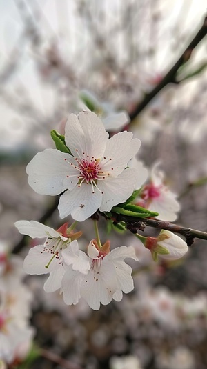 白色的桃花洁白如玉似棉，粉色的桃花粉如绽放的杜鹃。朵朵桃花，每一朵都开得那么努力，那么认真。含苞欲放的，个个都值得期待；盛开枝头的，朵朵都不负春光。