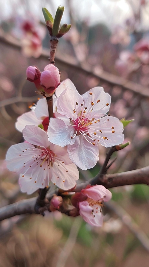 白色的桃花洁白如玉似棉，粉色的桃花粉如绽放的杜鹃。朵朵桃花，每一朵都开得那么努力，那么认真。含苞欲放的，个个都值得期待；盛开枝头的，朵朵都不负春光。
