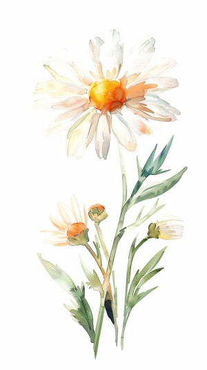小雏菊，水彩插画，白底