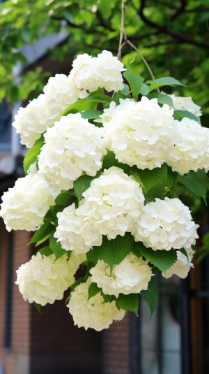 A white hydrangea tree hanging with many large flowers, with dense and full flower balls that look like snowballs. The leaves of the background green wood grain house have rich details. Close-up shooting under natural light, high definition photography. High resolution, high quality images, super detail, super realistic, in the style of professional photography. ar 35:64