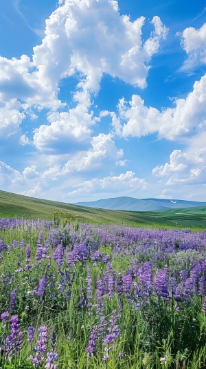 蓝天白云 草原 紫色小花