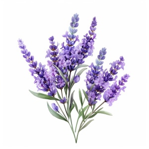 白底，紫色薰衣草鲜花花束，插画