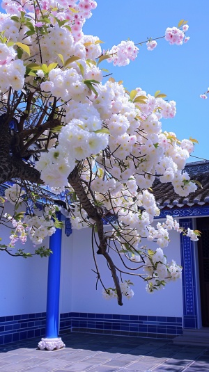 屋檐下矗立着一棵开满白花、长满粉红色叶子的大型中国流苏树，上面是蓝色的瓷砖，下面是白色的墙壁。天空清澈明亮，营造出春天的气氛。这张照片是用佳能相机拍摄的，具有中国古代的风格，构图完美。32k uhd，超高质量 v 6.0 ar 9:16