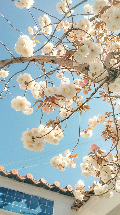 屋檐下矗立着一棵开满白花、长满粉红色叶子的大型中国流苏树，上面是蓝色的瓷砖，下面是白色的墙壁。天空清澈明亮，营造出春天的气氛。这张照片是用佳能相机拍摄的，具有中国古代的风格，构图完美。32k uhd，超高质量 v 6.0 ar 9:16