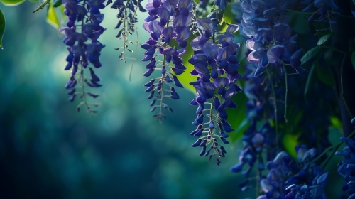 在画面的右上方悬挂着一朵盛开的紫藤花，近景，高清，深蓝绿色的底，清新