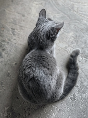 一只灰色的猫坐在地板上，从上面看，它的尾巴呈 X 形，它的白色耳毛在耳朵周围形成圆圈。这张照片是用 iPhone 6s 相机拍摄的，并于 2018 年 10 月发布在红迪网的“爪子分享”页面上。——宽高比 97:128。