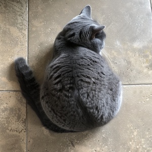 一只灰色的猫坐在地板上，从头顶上往下看，它的尾巴呈 X 形，它的白色耳毛在耳朵周围形成圆圈。这张照片是用 iPhone 6s 相机拍摄的，并于 2018 年 10 月发布在红迪网的“爪子分享”页面上。——宽高比 97:128。