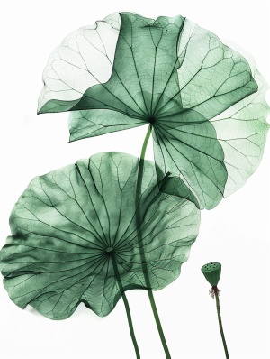 两片祖母绿透明荷花叶，背景白色，绿色衬在白色背景上，极其出挑漂亮，通透绿叶透光，x-ray ，宣纸衍纸艺术，通透，透光，刺绣+墨染，完美构图