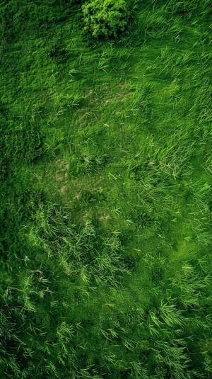 一片绿油油的草地，航拍视角，视野开阔，超清4K画质，