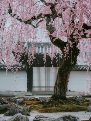 A large cherry tree in full bloom, with its branches hanging down and the petals falling to form an arch above it. A traditional Japanese house can be seen with white walls and black tiles on top. The ground below has moss-covered stones, creating a peaceful atmosphere. This photo was taken using a Canon EOS R5 mirrorless camera with a macro lens, in the style of traditional Japanese paintings.