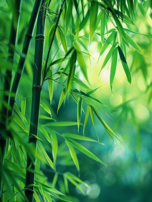 苍翠挺拔、优雅静谧的竹林；温润细腻、流光溢彩的绿色竹叶，竹叶近景摄影