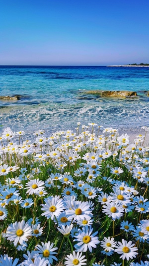 细碎的小雏菊花朵覆盖整片海滩，微风轻拂下，花海随风摇曳，在阳光的映照下，花朵绽放出耀眼的白色光芒，海水波光粼粼，与花朵的清新相映成趣，蓝天洁净无云，天际与海洋交汇处渐渐融为一体，营造出一幅唯美的自然画卷。