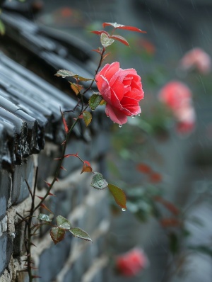 雨中蔷薇花墙头绽放景观