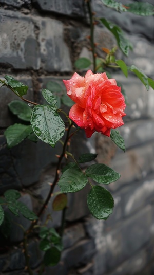 一朵蔷薇花绽放w在墙头，下雨天，hua duo上有水珠，远景为墙