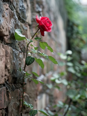蔷薇花绽放墙头水珠集