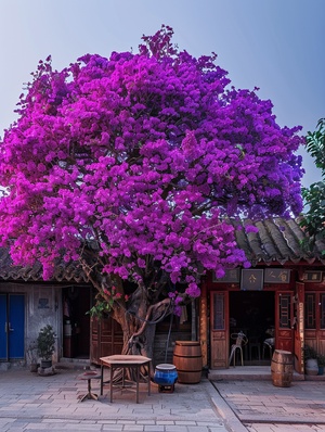 The giant bougainvillea tree in front of the house is full and purple, 地上满地都是粉色的花瓣，with many flowers blooming on it like colorful clouds. The shape resembles an oversized round ball that covers part of two houses next to each other. There's also some tables and chairs under its shade where people can sit down for food or drinks., high resolution photography,