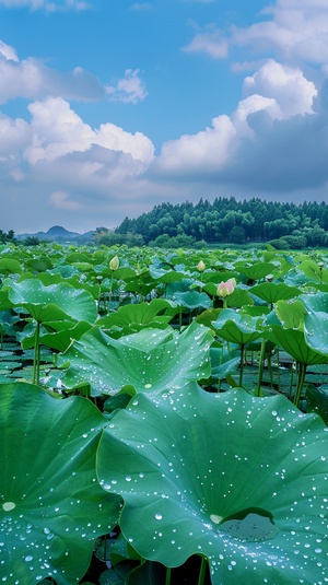 夏日荷塘风光绿叶露珠与莲蓬的唯美景致