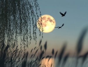 Dusk Serenity with Moonlit Willow and Distant Birds