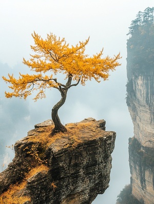 在烟雾缭绕的悬崖上,有一棵黄叶的老树。背景是中国山水画的风格,有悬崖和天空,张家界国家森林公园里的金色树木被佳能相机和超广角镜头捕捉下来,呈现出真实的摄影作品。