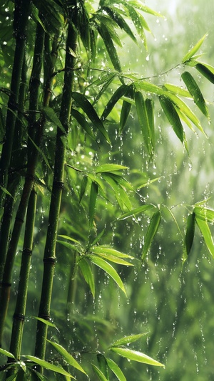 清晨 湿润的绿色竹林 晨雾弥漫 纤细竹叶 滴滴雨露 色彩生动 细腻纹理 自然之美 山间清新 惬意氛围