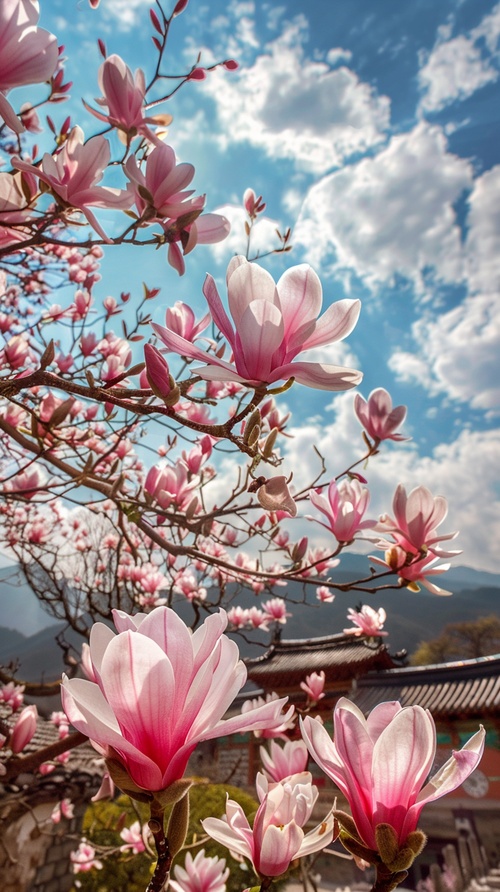 寺院里白玉兰，在阳光的照耀下，格外显眼，禅意。,单一色调背景,互补色,原色,窗帘,春天,多云,珐琅,景深,长焦镜头,全景,前视图,特写视图,仰视,明暗分明