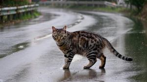 一只流浪猫在雨中寻找吃的