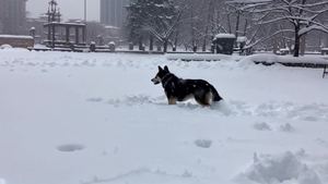 一只狗，玩雪，氛围感，雪景