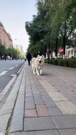 萨摩耶流浪街头