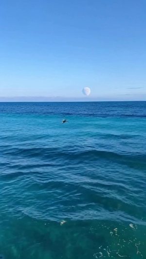 一望无际的大海，水非常清澈，海水拍打沙滩，小波浪，细节放大，海面天际线，一轮非常大的半个圆月，几只孤雁飞翔，镜头压低，贴近水面视角，不运镜，48k