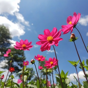 蓝天白云花朵