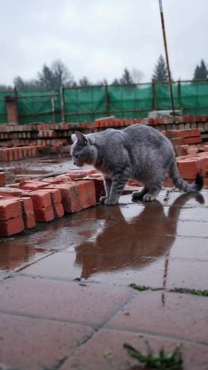 一只灰色的缅因猫，下着雨，在工地搬砖