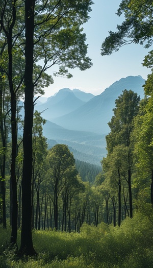 远景视图，树林，高低交错的树木，远处群山环绕，真实摄影风格