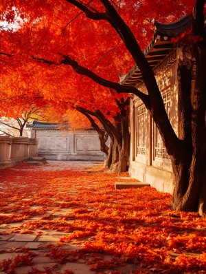 秋天，传统中式建筑的窗外，温暖的阳光透过窗户，在白色的墙壁上投下树叶的影子。明亮的树影构成了一幅美丽的马赛克，更突出了生机勃勃的红叶。橙红的枫树下，绿色植物茁壮成长，生机勃勃。