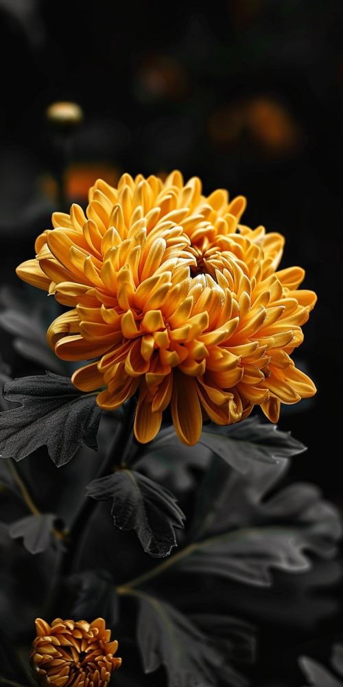 亮金色的秋菊怒放在清晨的花园里，黑色的背景，秋菊犹如一颗明亮的宝石，花瓣轻柔而饱满，暗黑系，超高清，超真实，