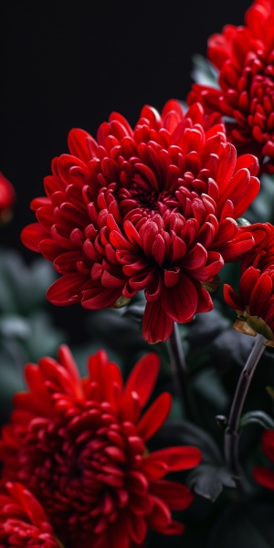 大红色的秋菊怒放在黑色的背景，犹如一颗明亮的宝石，花瓣轻柔而饱满，中国风，暗黑系，超高清，超真实，