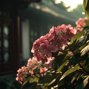 早晨的阳光与粉色绣球花在中国古典墙下的光影艺术
