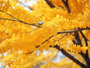 秋之美：高品质黄叶树的魅力