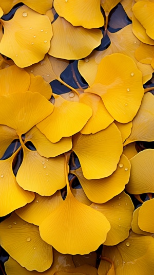 金黄色的秋天银杏叶的瑰丽与丰收