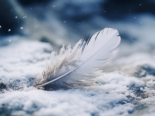 一根在雪中的羽毛