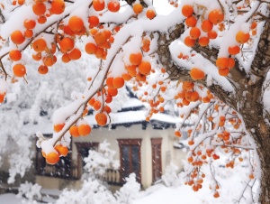 江南小镇的柿子树下厚厚白雪中的雪花摄影