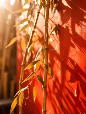冬日胡同中的竹子与阳光