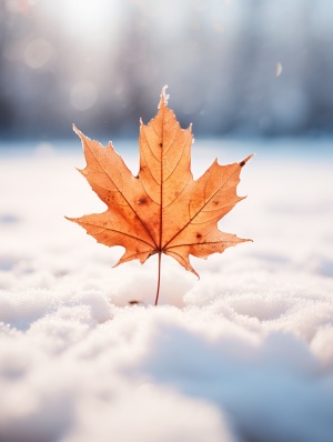 Melancholic Symbolism: A Maple Leaf on Snow